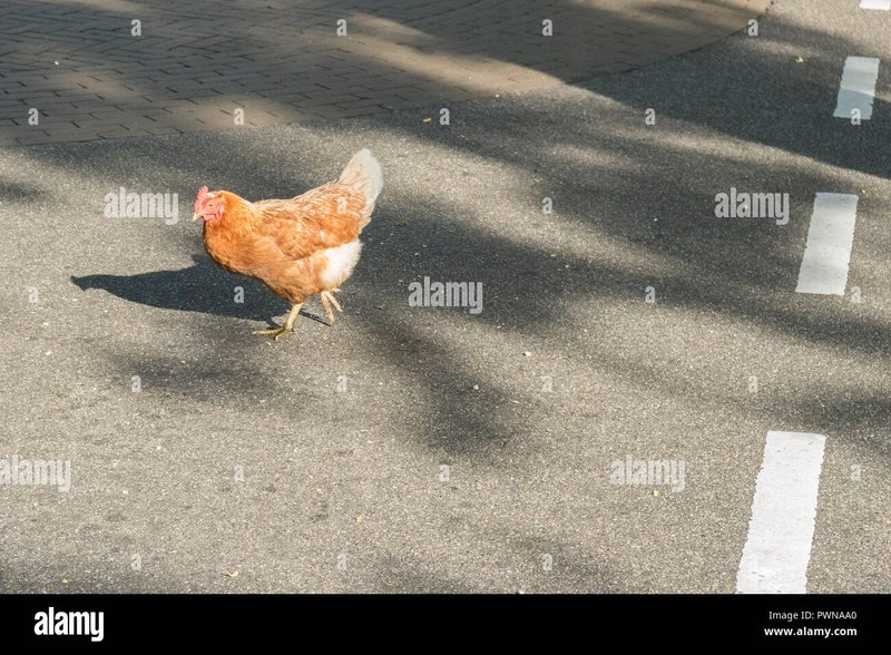Best chicken road oficial in Spain